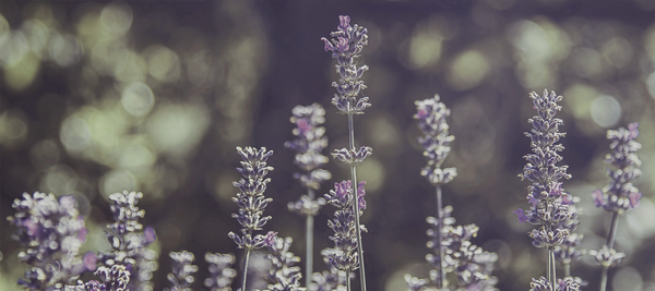 El encanto de la lavanda: calma y autoconciencia en cada gotita